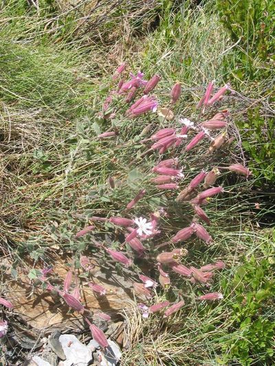 Silene foetida, photographed by José Luis Camaño