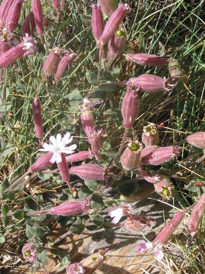 Silene foetida, photographed by José Luis Camaño