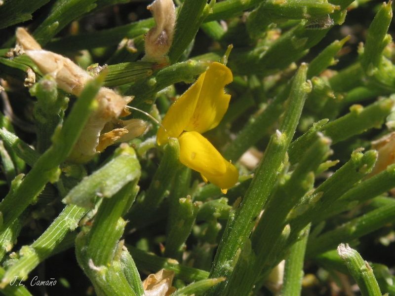 Genista sanabrensis, photographed by José Luis Camaño