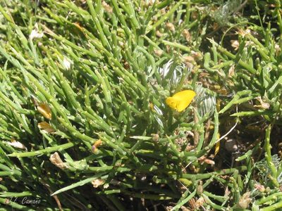 Genista sanabrensis, photographed by José Luis Camaño