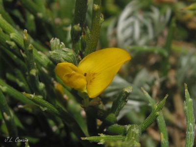 Genista sanabrensis, photographed by José Luis Camaño