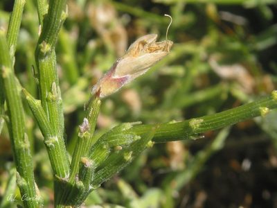 Genista sanabrensis, photographed by José Luis Camaño