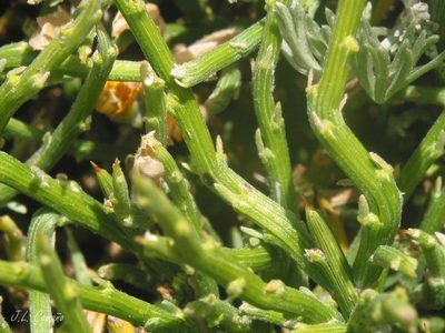 Genista sanabrensis, photographed by José Luis Camaño