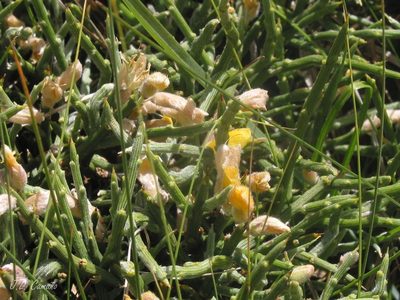 Genista sanabrensis, photographed by José Luis Camaño