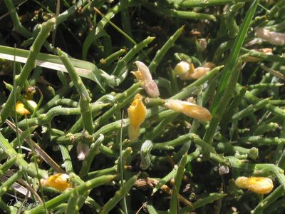 Genista sanabrensis, photographed by José Luis Camaño