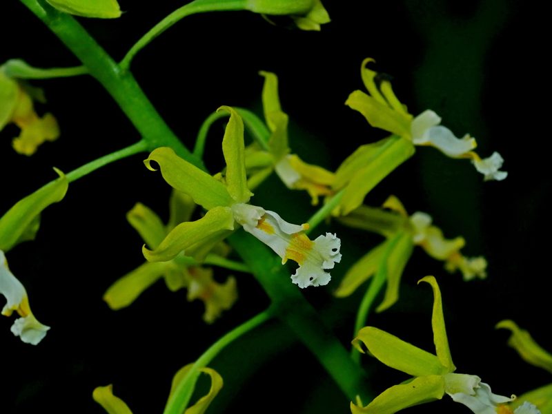 Calanthe obcordata, photographed by Jacy Chen