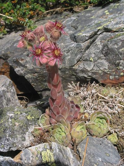 Sempervivum vicentei, photographed by José Luis Camaño