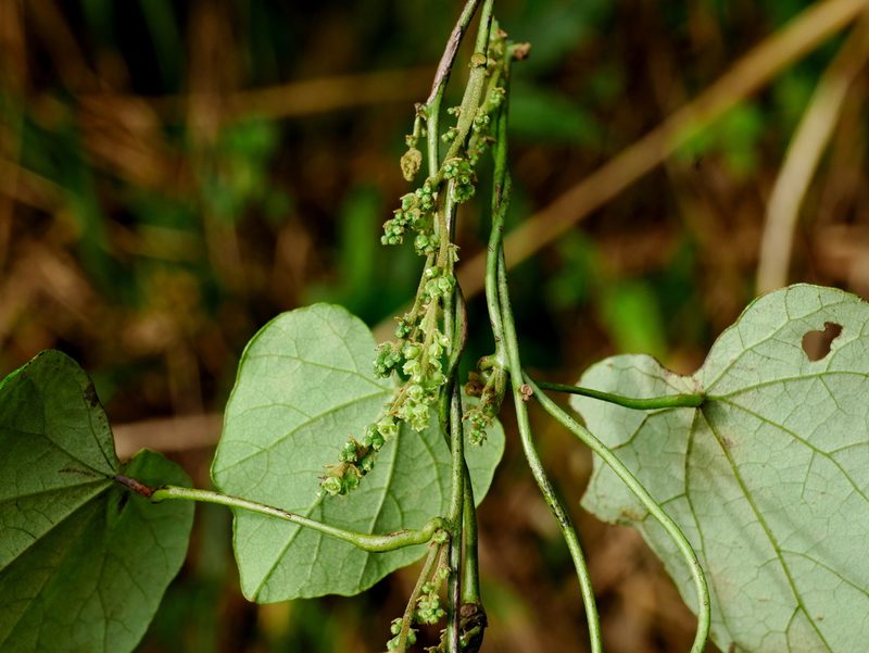 Cyclea ochiaiana, photographed by Jacy Chen