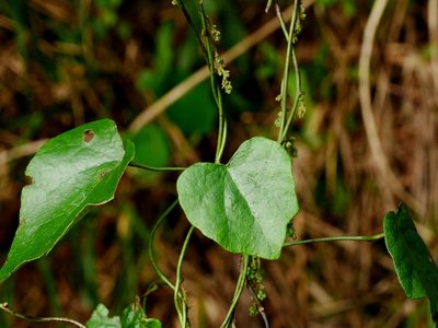 Cyclea ochiaiana, photographed by Jacy Chen