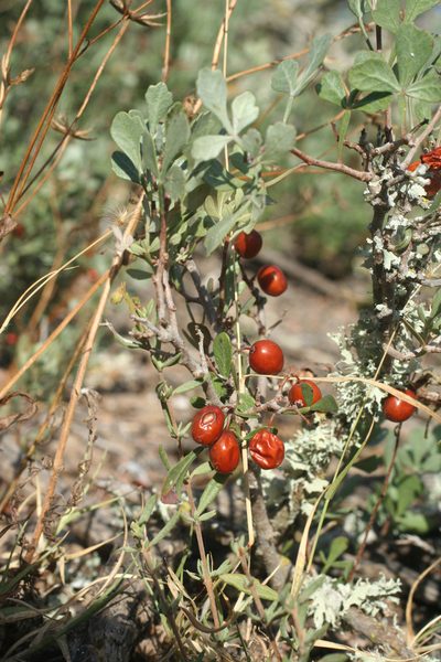 Searsia tripartita, photographed by Oleg Kosterin