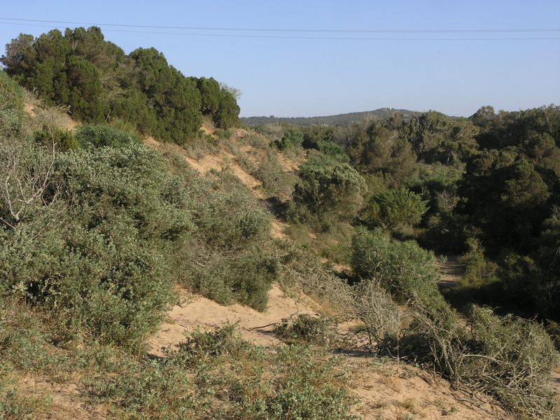 Searsia tripartita, photographed by Oleg Kosterin