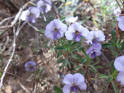 Viola arborescens, photographed by Rafael Medina