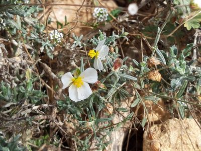 Helianthemum apenninum, photographed by Rafael Medina