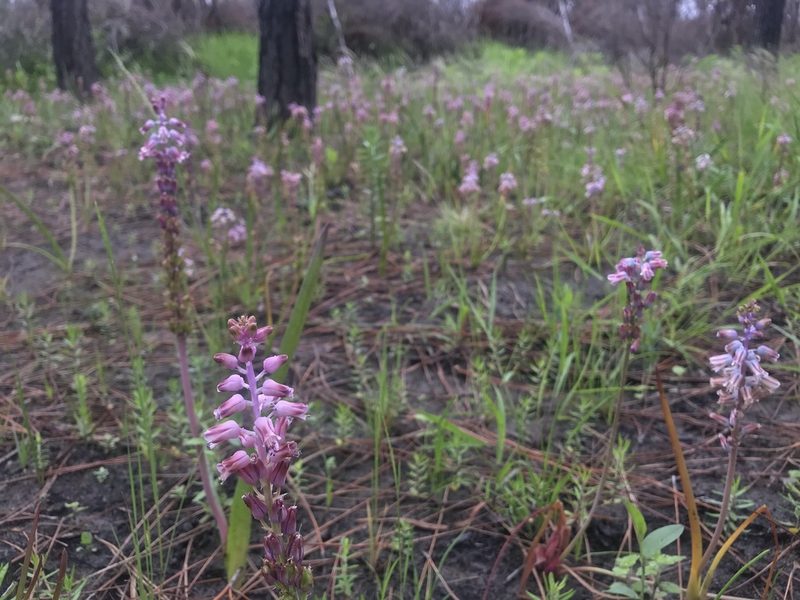 Lachenalia youngii, photographed by Ren Hoekstra