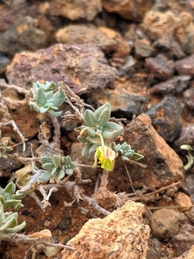Helianthemum canariense, photographed by Denys Vynokurov