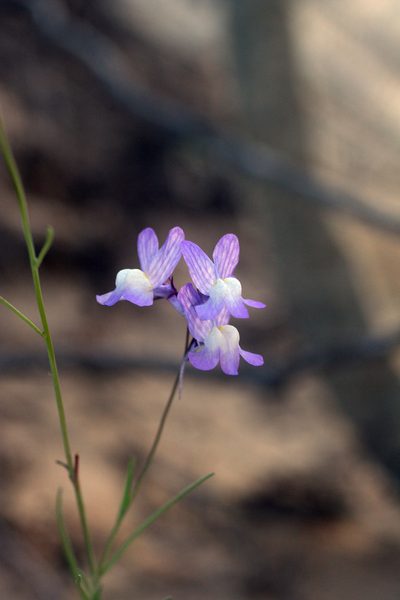 Linaria bipartita, photographed by Oleg Kosterin