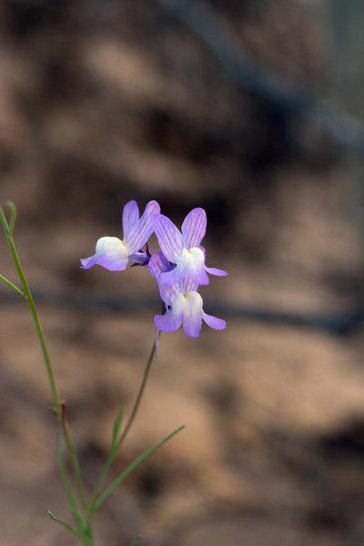 Linaria bipartita, photographed by Oleg Kosterin