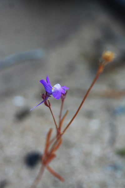 Linaria bipartita, photographed by Oleg Kosterin