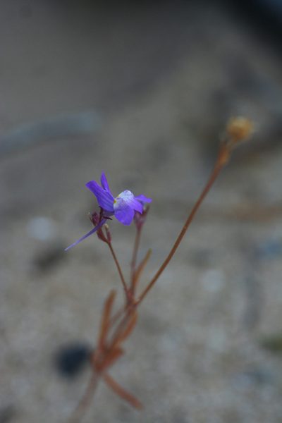 Linaria bipartita, photographed by Oleg Kosterin
