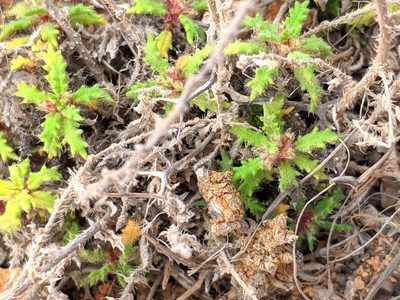 Forsskaolea angustifolia, photographed by Denys Vynokurov