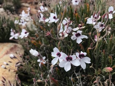 Pelargonium tricolor, photographed by Ren Hoekstra