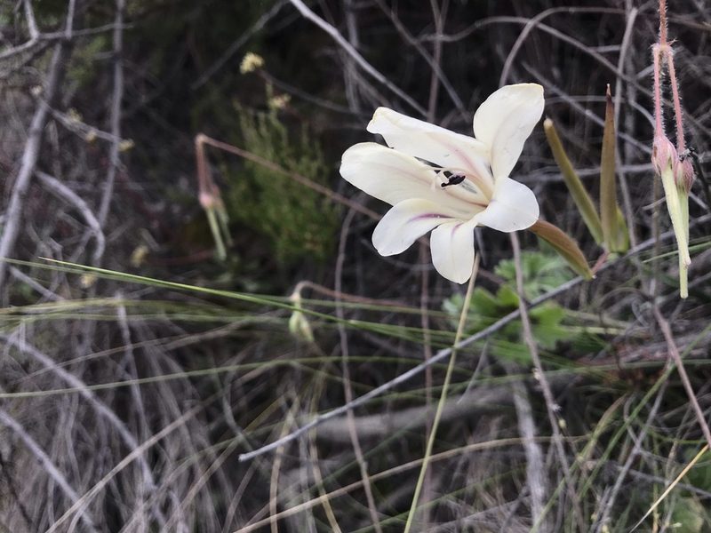 Gladiolus floribundus, photographed by Ren Hoekstra