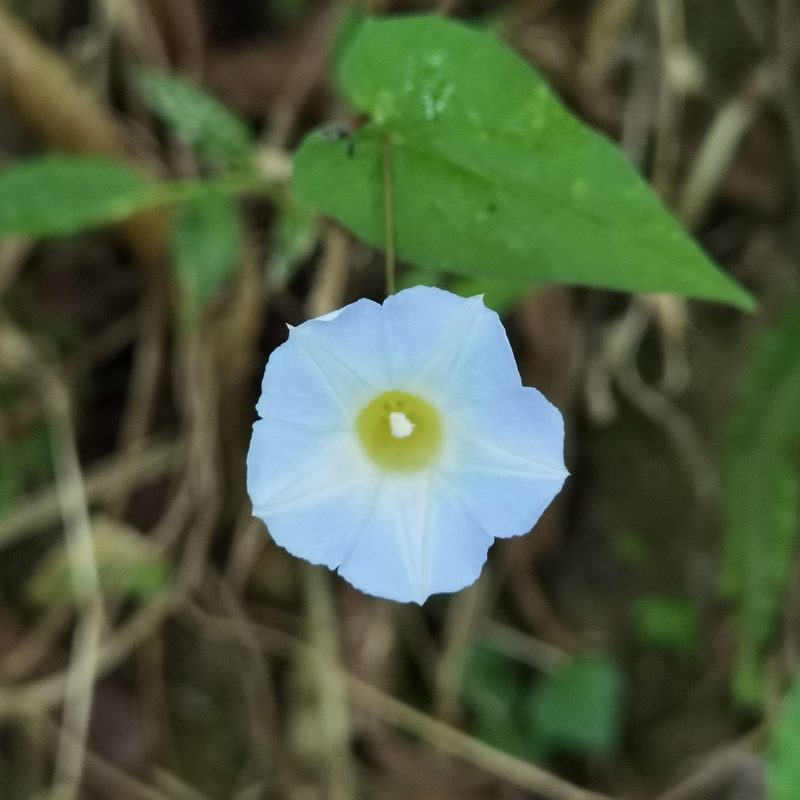 Ipomoea aristolochiifolia, photographed by Eduardo Chacón Madrigal