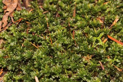 Mnium spinulosum, photographed by Quinten Wiegersma