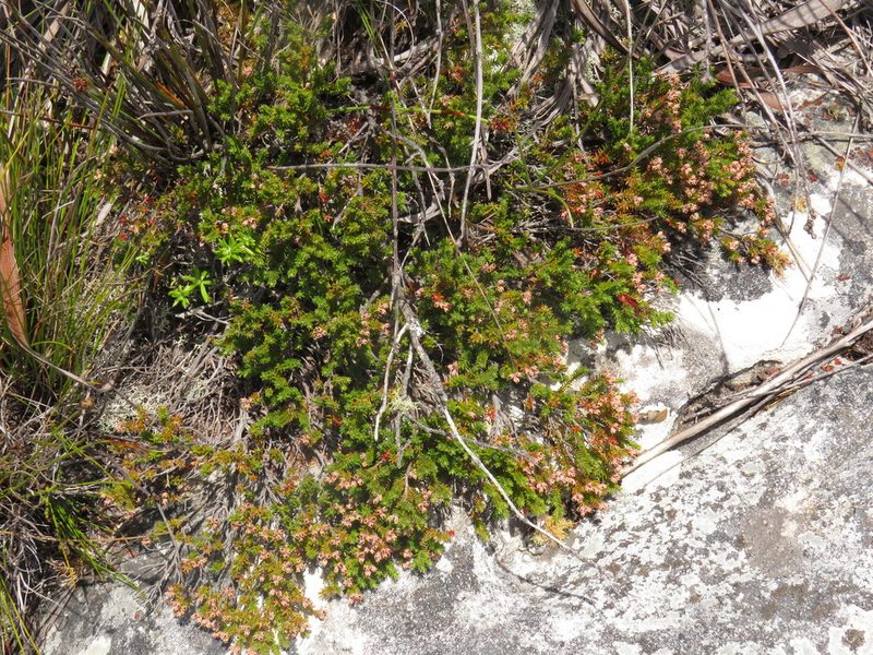 Erica diosmifolia, photographed by Jeremy Gilmore
