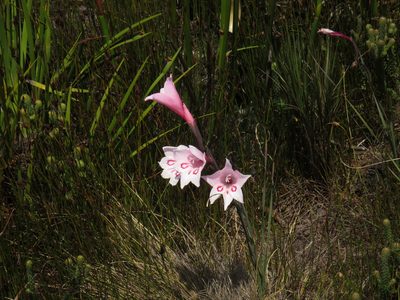 Gladiolus pappei, photographed by Jeremy Gilmore