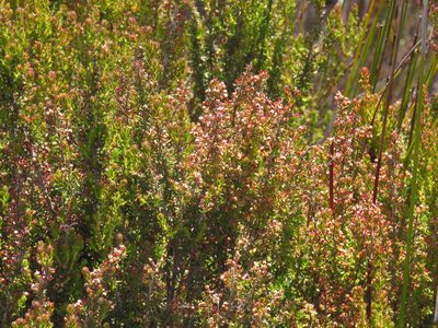 Erica hispidula, photographed by Jeremy Gilmore