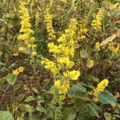 Solidago puberula, photographed by Jamie VanBuskirk