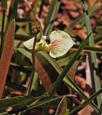 Macroptilium prostratum, photographed by Hugo Hulsberg