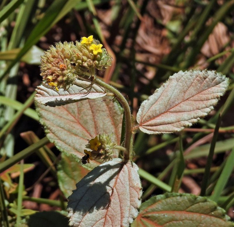 Waltheria communis, photographed by Hugo Hulsberg