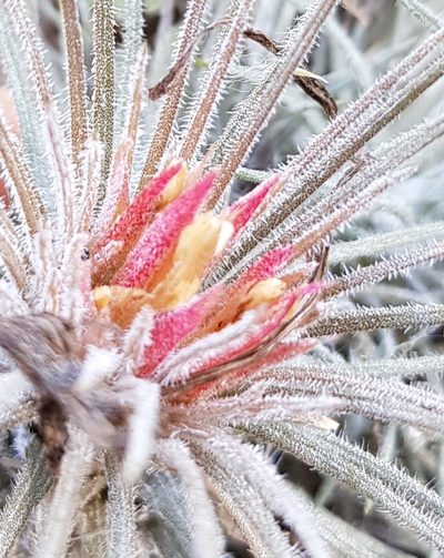 Tillandsia atroviridipetala, photographed by Eugenio Padilla