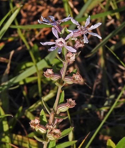Cuphea lysimachioides, photographed by Hugo Hulsberg