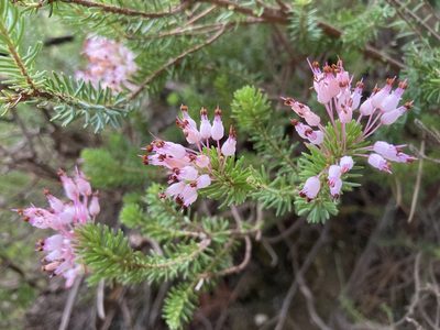 Erica multiflora, photographed by Hill Craddock