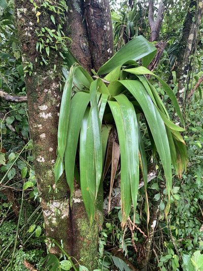 Werauhia sanguinolenta, photographed by Ashwin Srinivasan