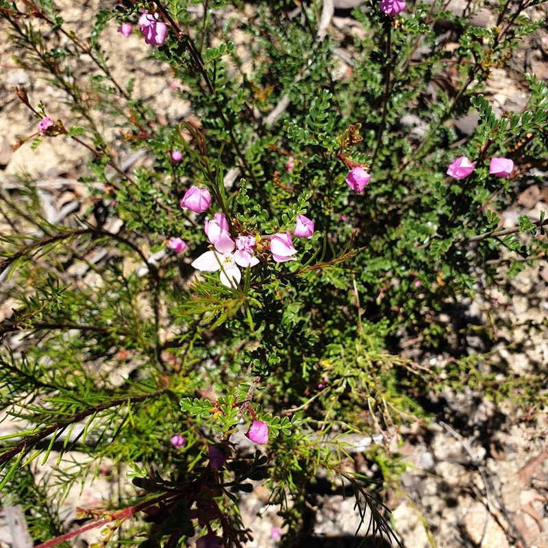 Boronia microphylla, photographed by Shelomi Doyle
