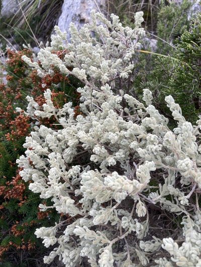 Thymelaea velutina, photographed by Hill Craddock