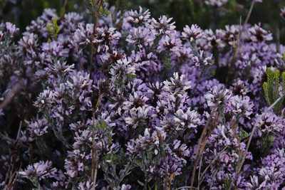 Amphithalea ericifolia, photographed by Tony Rebelo