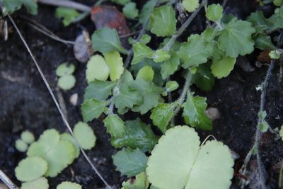 Lobelia pubescens, photographed by Tony Rebelo