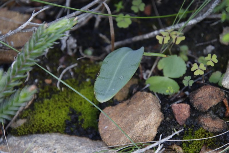 Eriospermum lanceifolium, photographed by Tony Rebelo