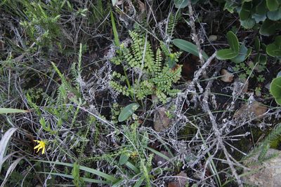 Namaquapteris hastata, photographed by Tony Rebelo