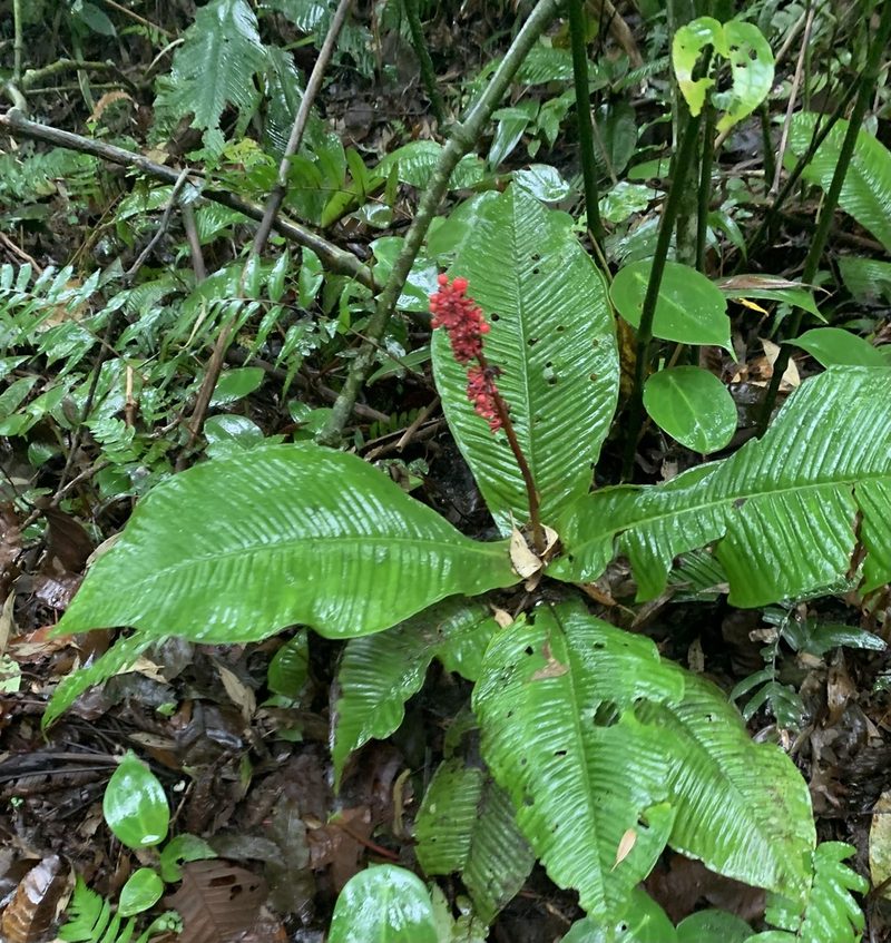 Ardisia wedelii, photographed by Ashwin Srinivasan