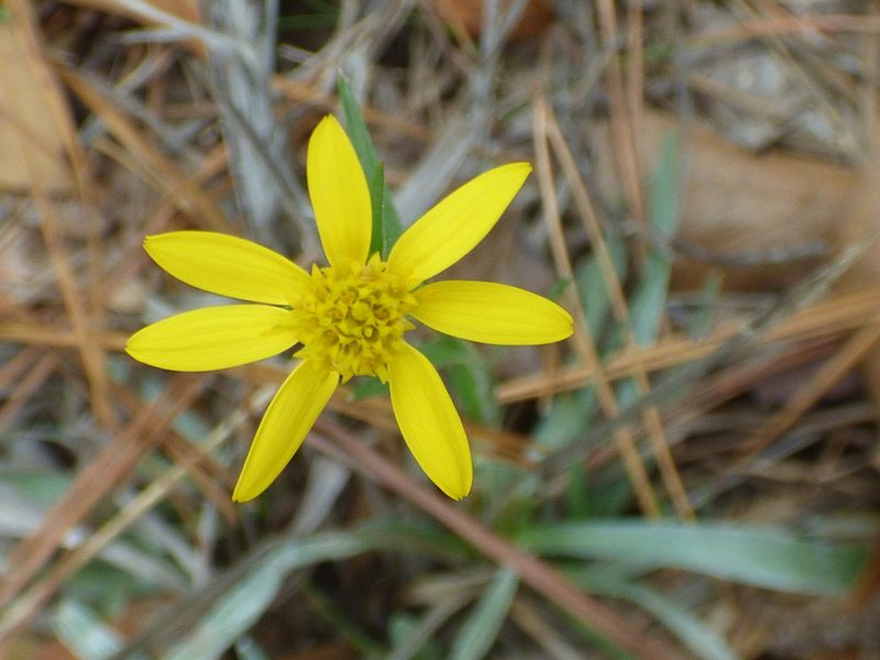 Pityopsis aspera, photographed by kcthetc1