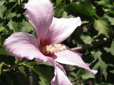 Hibiscus syriacus
