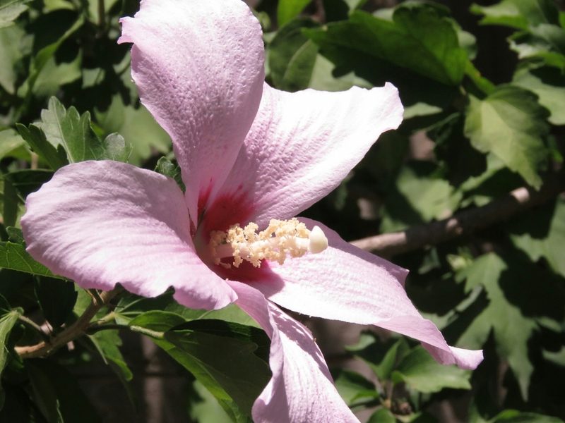 Hibiscus syriacus, photographed by Federico Muñoz