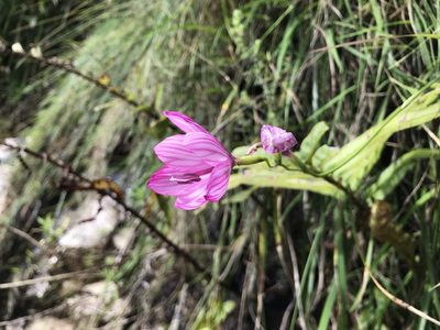Geissorhiza outeniquensis, photographed by Ren Hoekstra