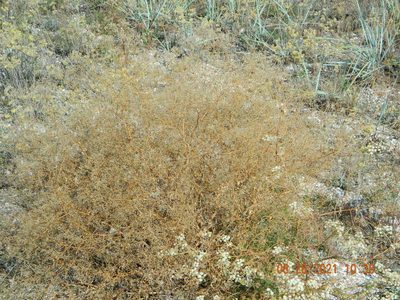 Gypsophila paniculata, photographed by Galyna Mykytynets